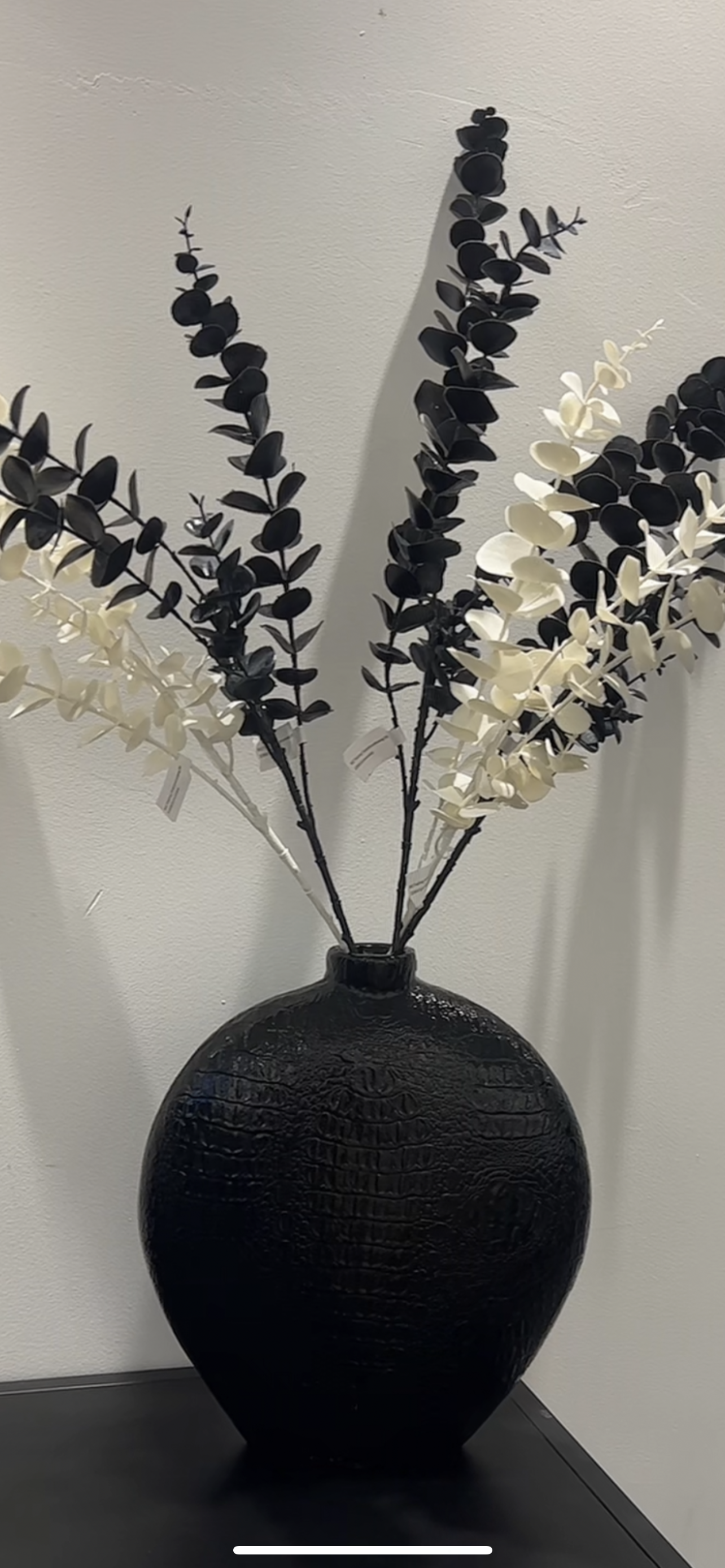 Eucalyptus Zwart