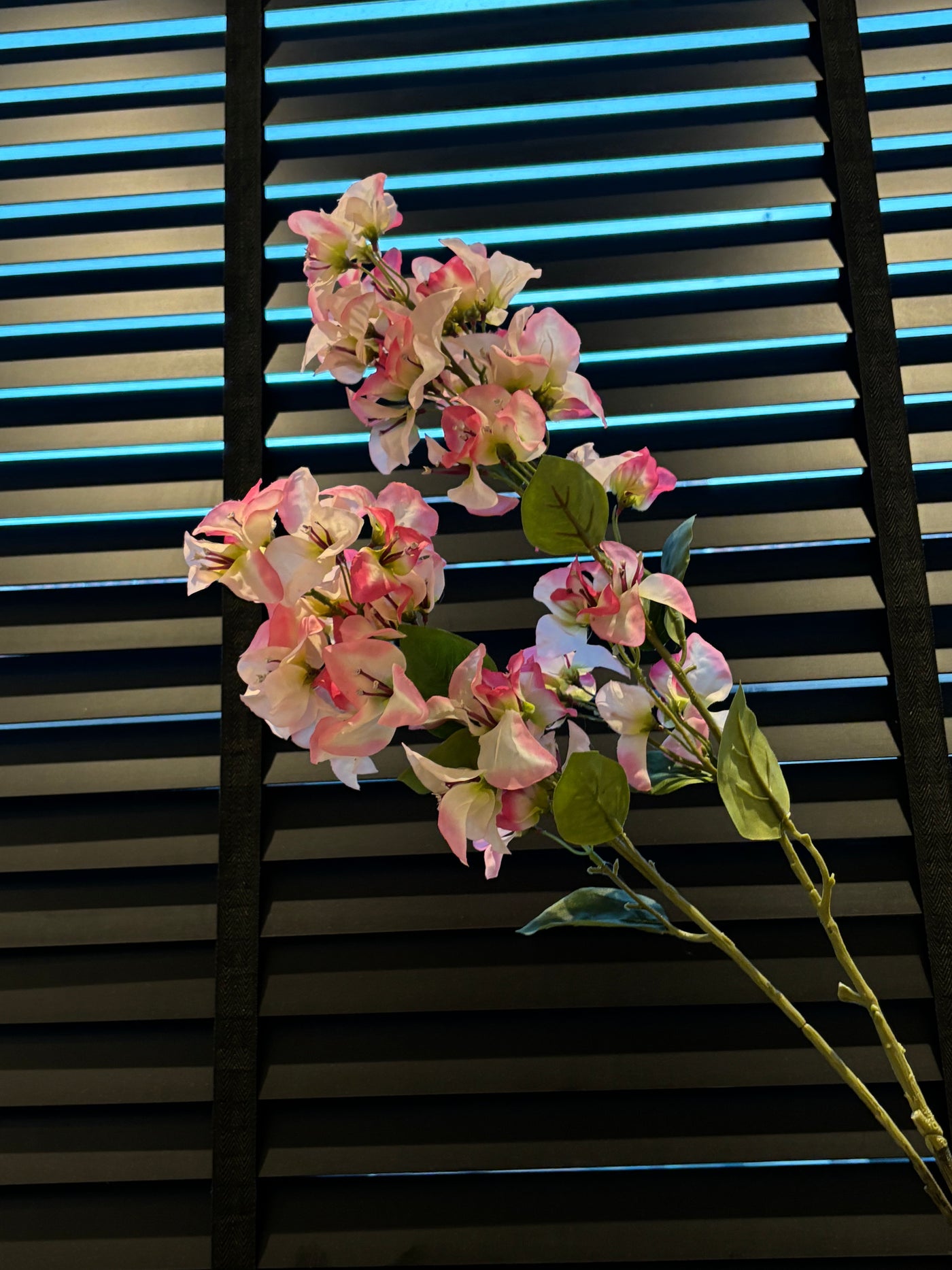 Hydrangea Janea | Roze