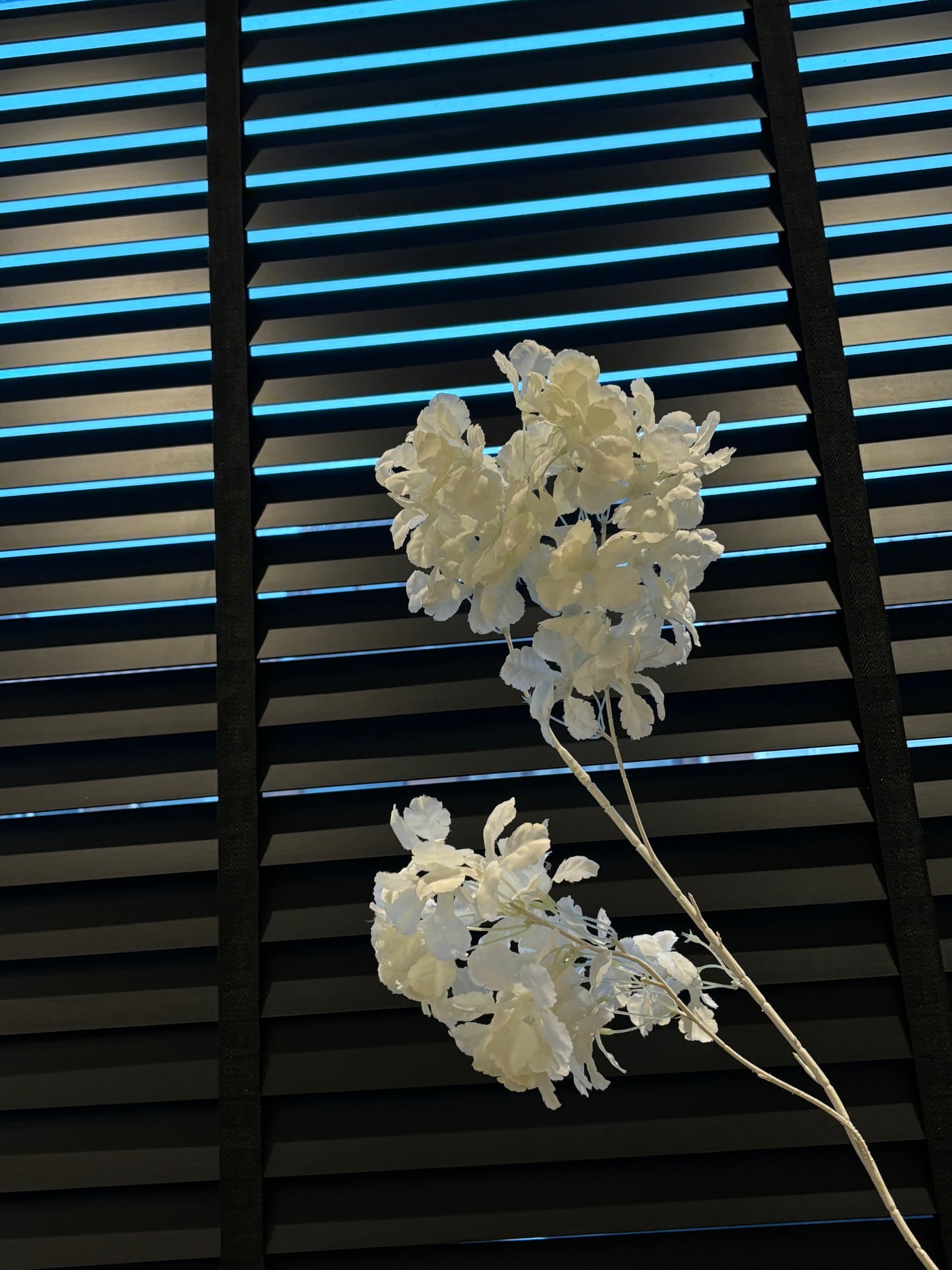 Hortensia Hydrangea | creme